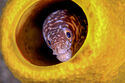 Moray eel