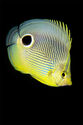 Four-eyed butterflyfish
