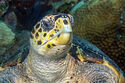 Hawksbill turtle