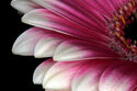 Gerbera