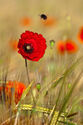 Poppy