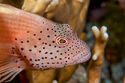 Forster's hawkfish