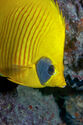 Masked butterflyfish