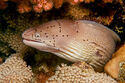 Peppered moray