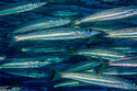 Yellowtail barracuda