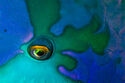 Parrotfish detail