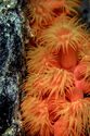 Orange Cup Coral