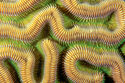 Brain coral