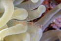 Sun Anemone Shrimp