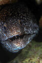 Moray eel