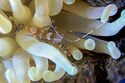 Spotted cleaner shrimp