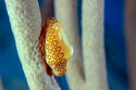Flamingo tongue