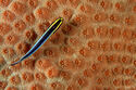 Sharknose goby