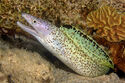Moray eel