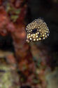 Trunkfish