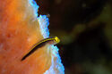 Yellownose goby