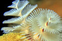 Christmas tree worm