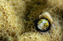 Secretary blenny