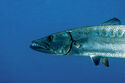 Barracuda