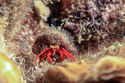 Hermit crab
