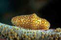 Flamingo tongue