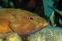 Grouper