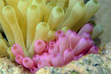 Anemones