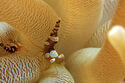 Squat anemone shrimp