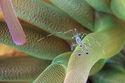 Spotted cleaner shrimp
