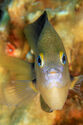 Damselfish