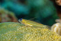 Peppermint goby