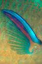 Parrotfish fin