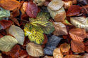 Autumn leaves 3