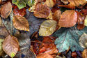 Autumn leaves 4