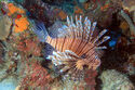 Lionfish