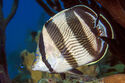 Banded butterflyfish