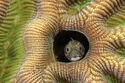 Spiny headed blenny
