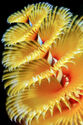 Christmas tree worm