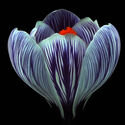Crocus