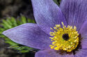 Pulsatilla