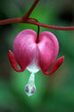 Dicentra