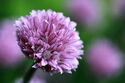 Chives