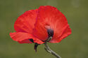 Oriental Poppy