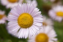 Fleabane