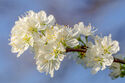 Plum blossom