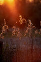 Reed sunset