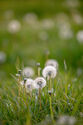 Dandelions