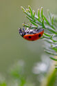 7 spot ladybird