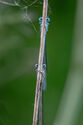 Damselflies