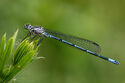 Damselfly